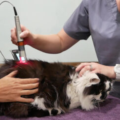 Lasers For Small Animal Veterinary - K-Laser Australia - Medical ...