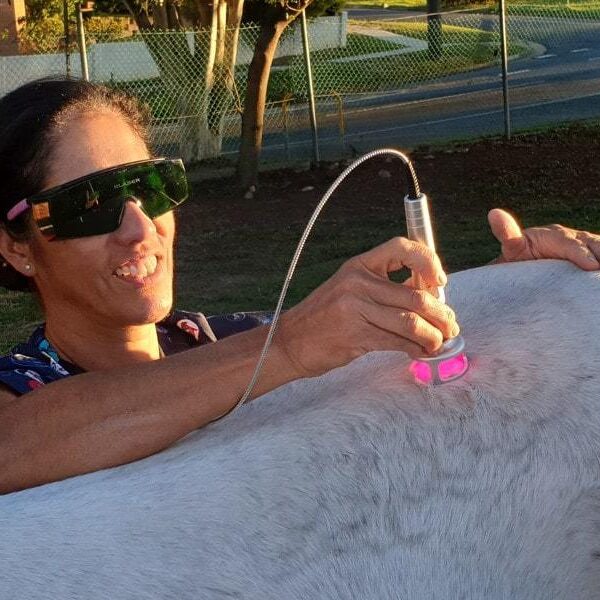 Lasers For Equine Veterinary KLaser Australia Medical Cosmetic Dentistry Veterinary