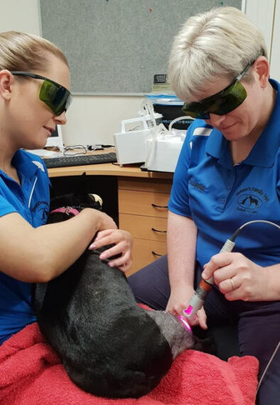 K-Laser-Vet-Dog-Treatment